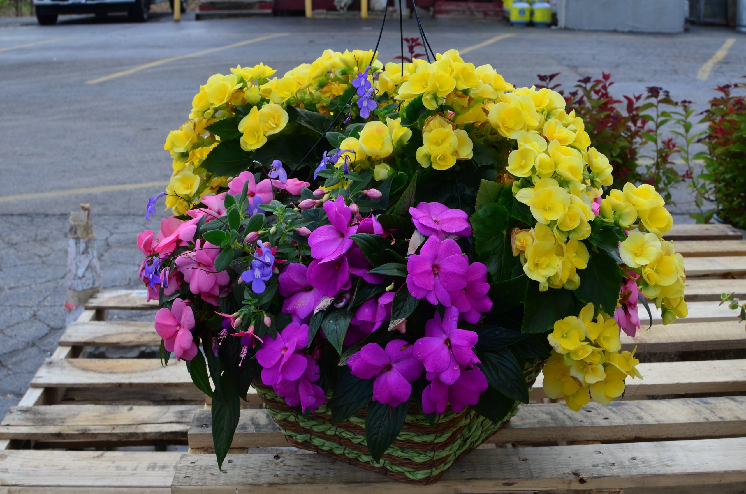 Floral Bundle — hanging baskets and succulent planter